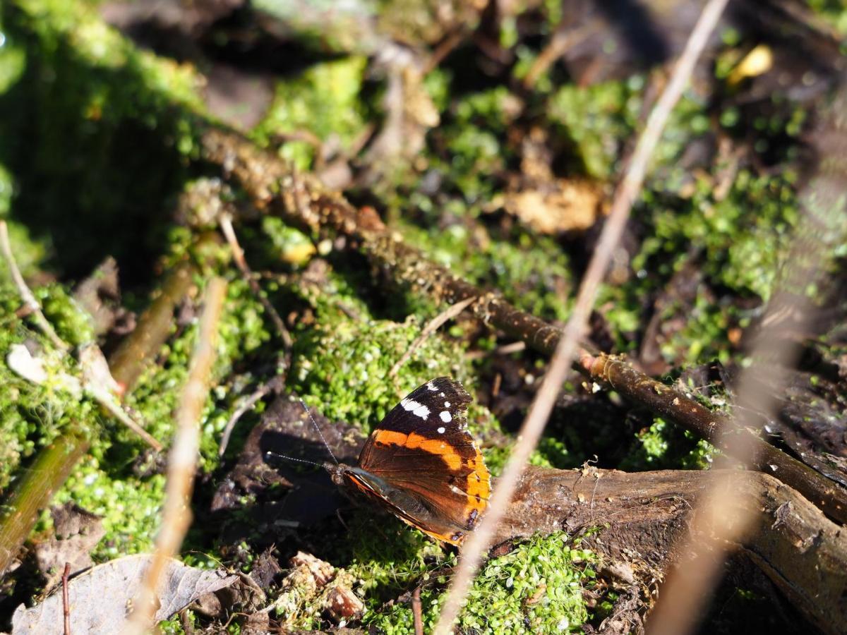 Bnb De Peelvos Deurne Esterno foto